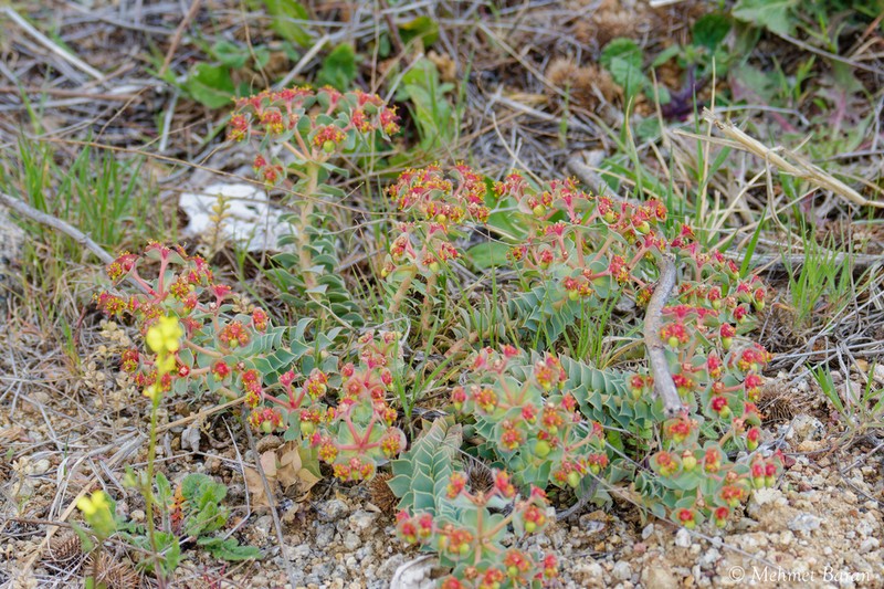 Euphorbia anacampseros photo 8