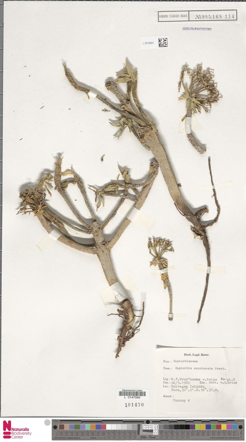 Euphorbia anachoreta photo 2