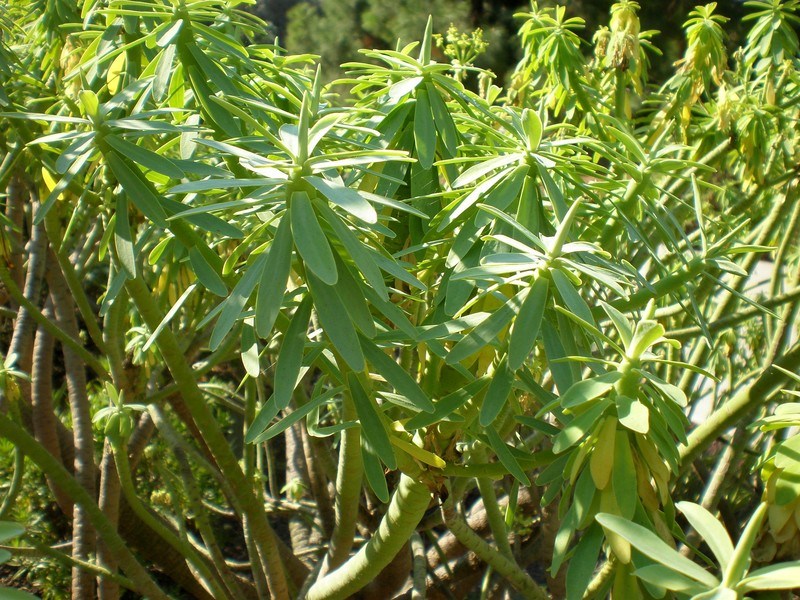 Euphorbia anachoreta photo 3