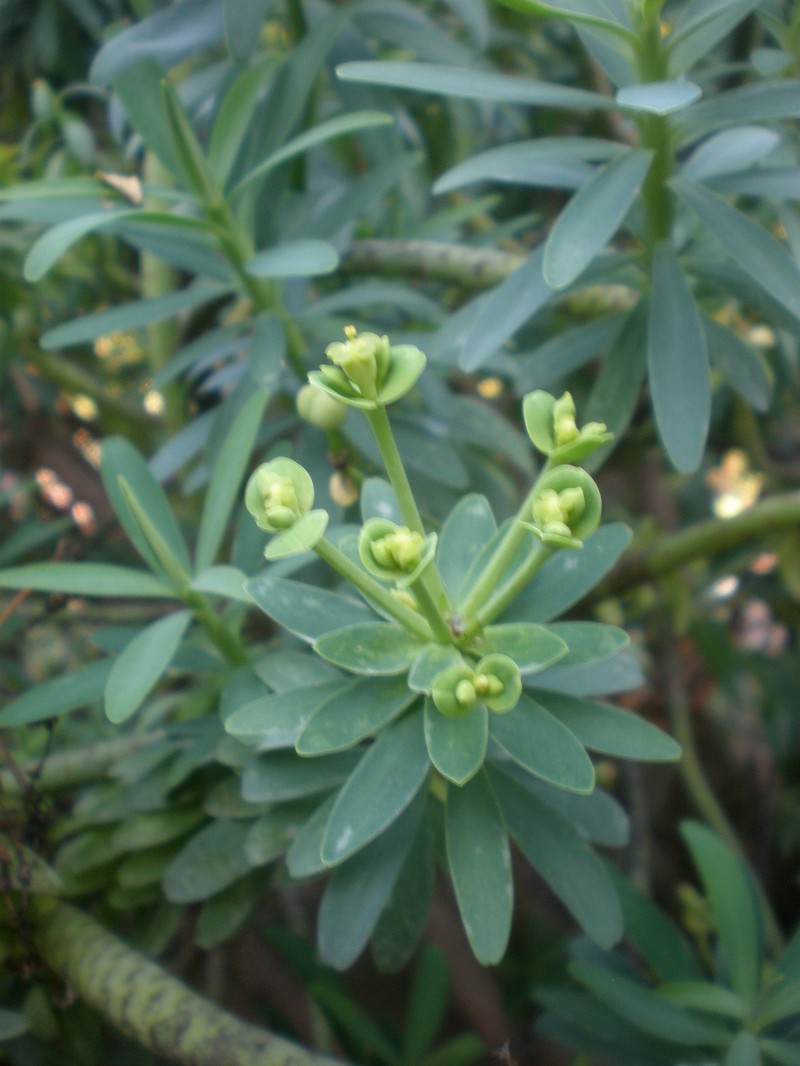 Euphorbia anachoreta photo 4