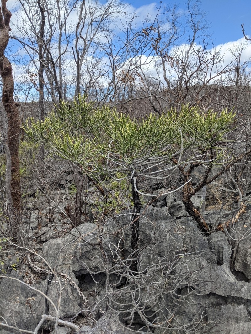 Euphorbia analalavensis