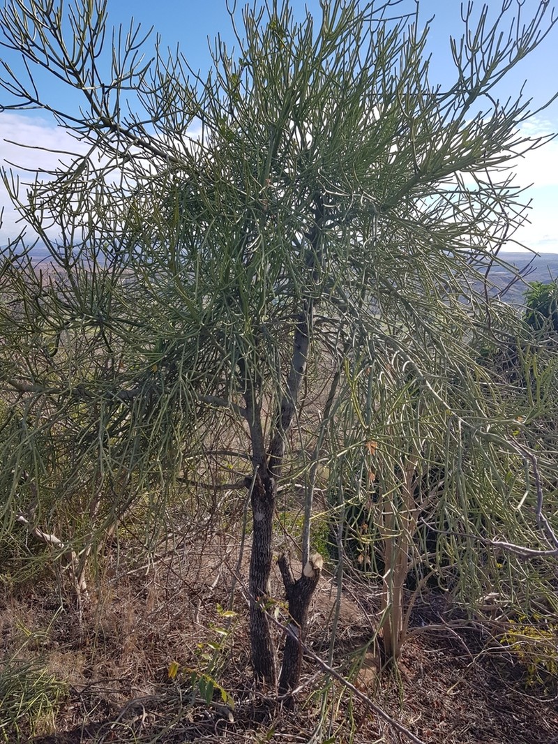 Euphorbia analalavensis photo 2