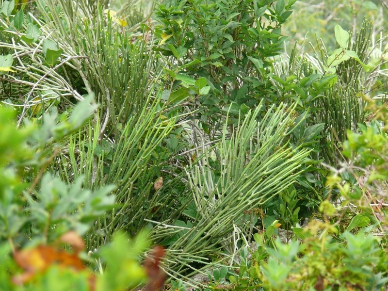 Euphorbia analalavensis photo 3