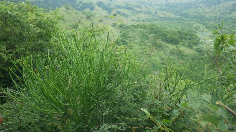 Euphorbia analalavensis photo 4