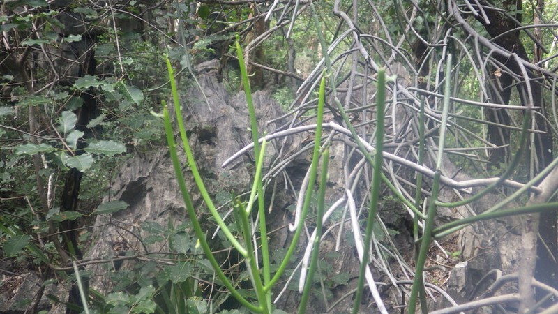 Euphorbia analalavensis photo 5