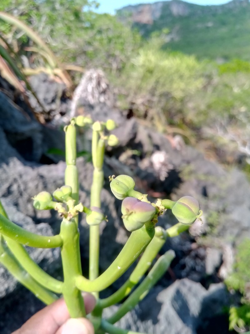 Euphorbia analalavensis photo 6
