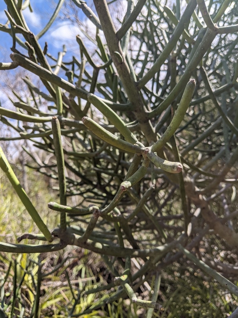 Euphorbia analalavensis photo 8