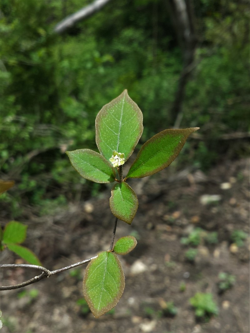 Euphorbia analamerae photo 2