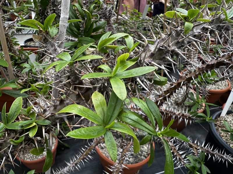 Euphorbia analavelonensis