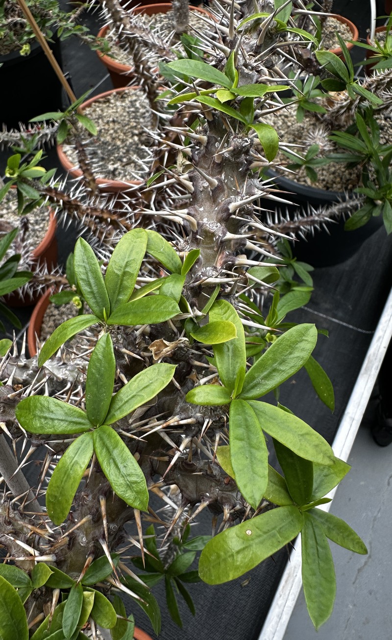Euphorbia analavelonensis photo 2