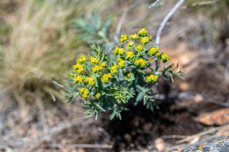 Euphorbia andrachnoides