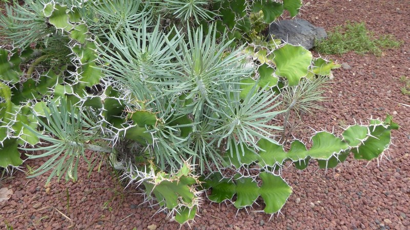Euphorbia angularis photo 2