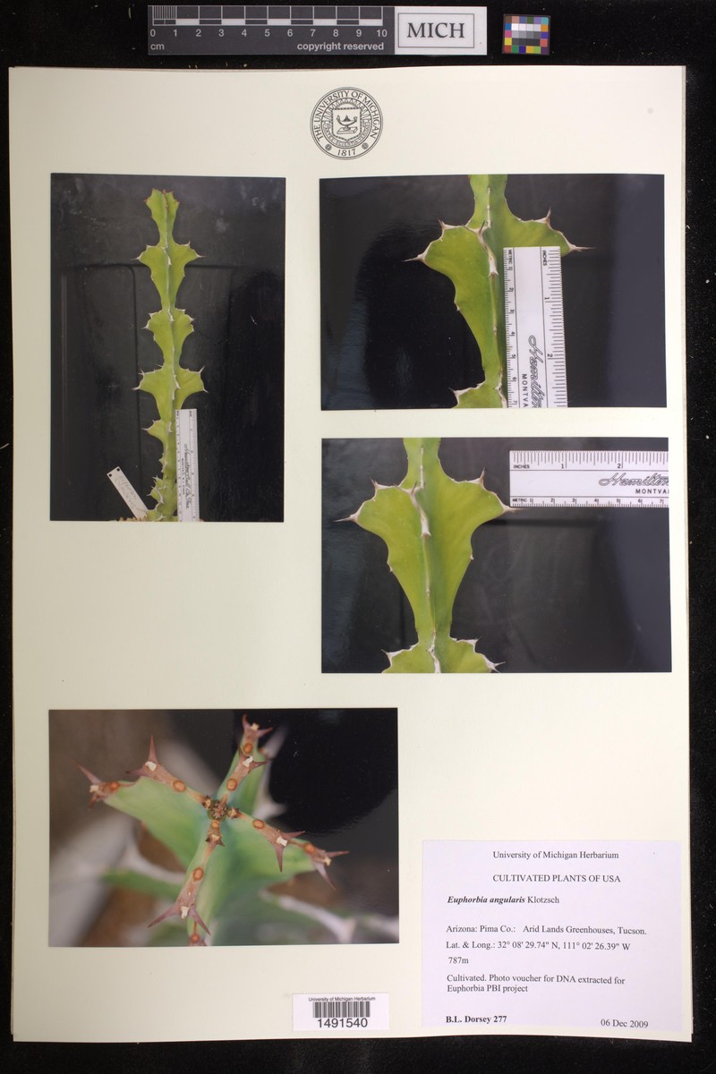 Euphorbia angularis photo 3