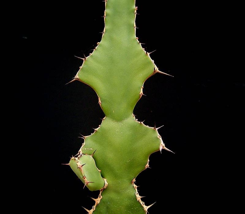 Euphorbia angularis