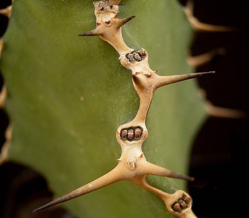 Euphorbia angularis photo 4