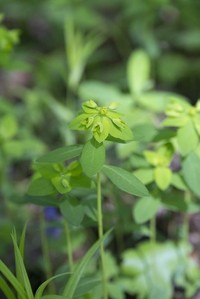Euphorbia angulata