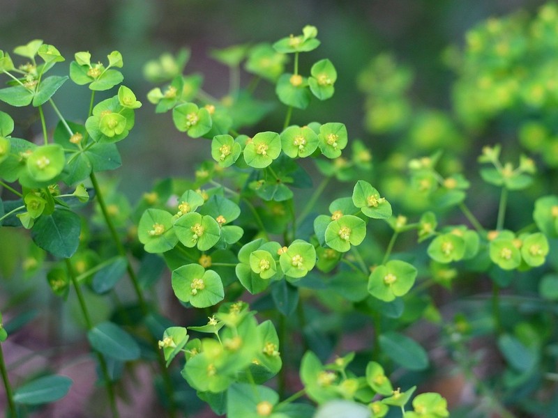 Euphorbia angulata photo 2