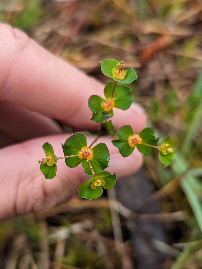 Euphorbia angulata photo 3