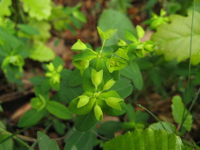 Euphorbia angulata photo 4