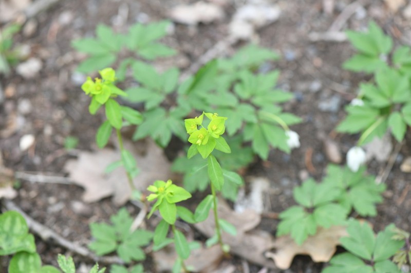 Euphorbia angulata photo 5