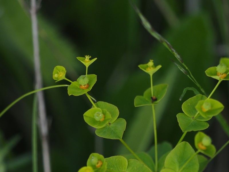 Euphorbia angulata photo 6