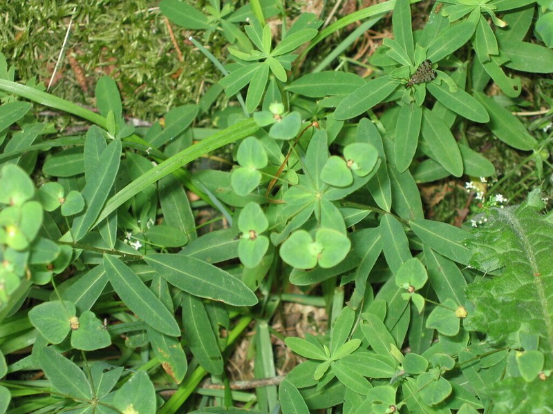 Euphorbia angulata photo 7