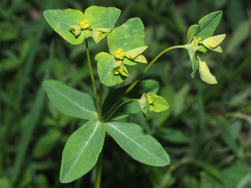 Euphorbia angulata photo 8