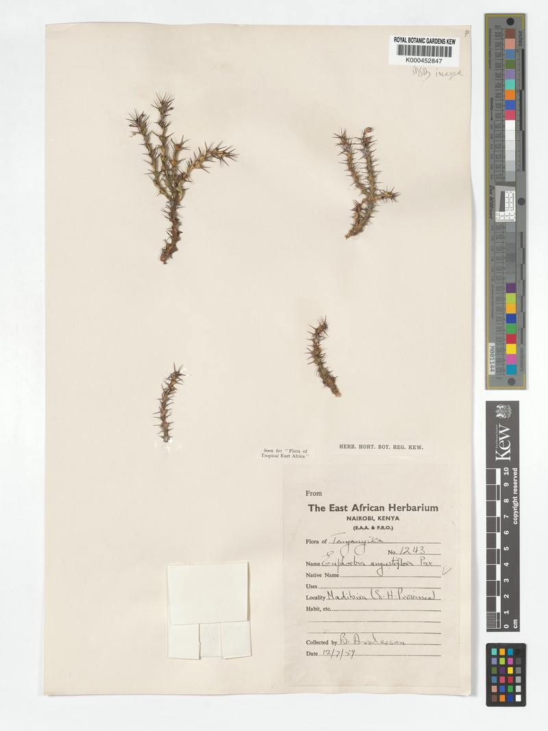 Euphorbia angustiflora photo 3