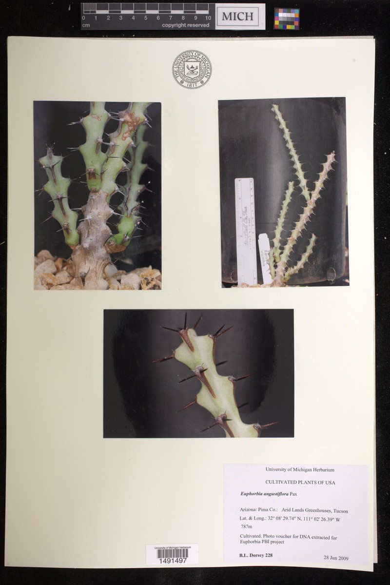 Euphorbia angustiflora photo 4