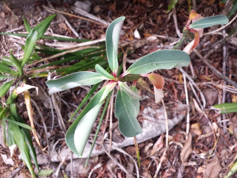 Euphorbia ankaranae