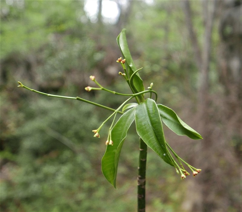 Euphorbia ankaranae photo 2