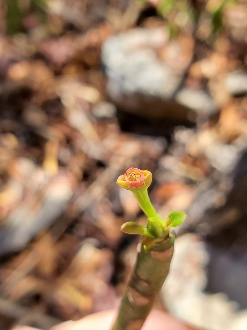 Euphorbia ankaranae photo 3