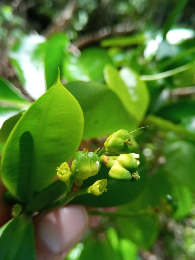 Euphorbia ankaranae photo 4