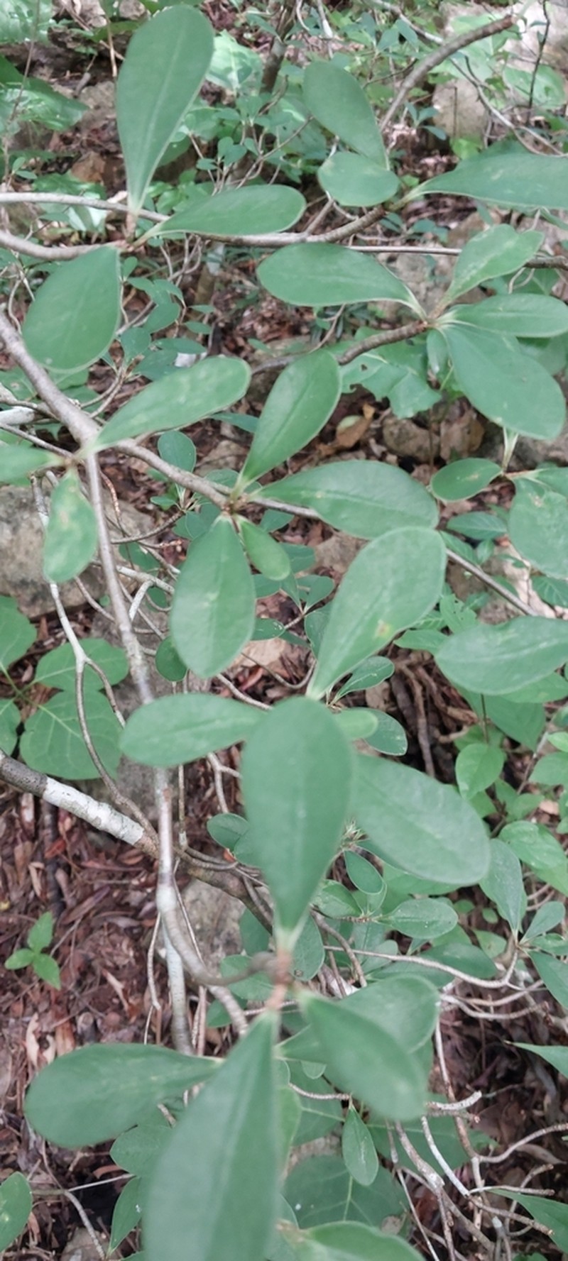 Euphorbia ankaranae photo 5