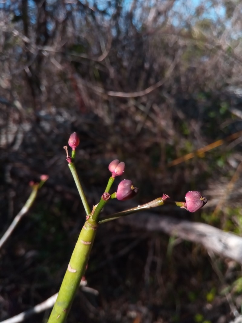 Euphorbia ankaranae photo 6