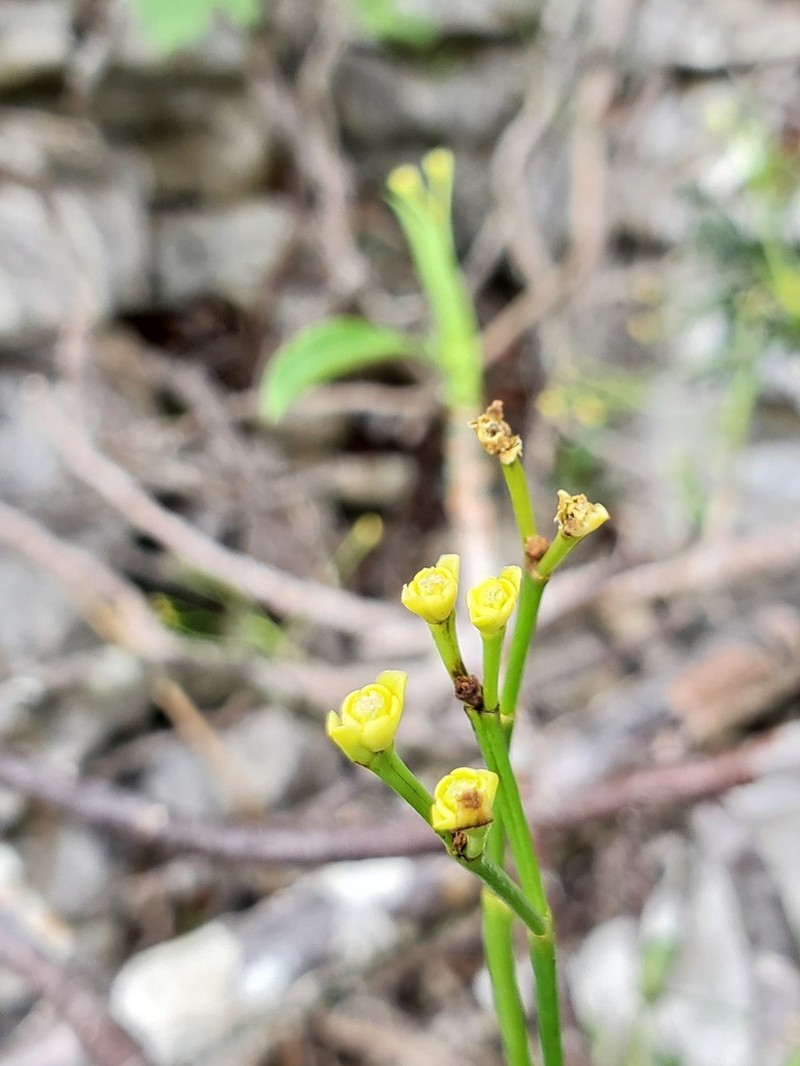 Euphorbia ankaranae photo 7