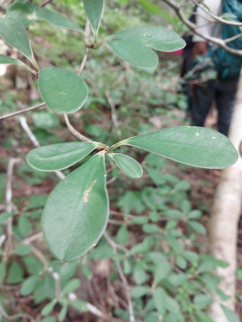 Euphorbia ankaranae photo 8