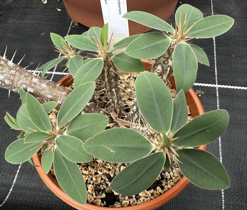 Euphorbia ankazobensis