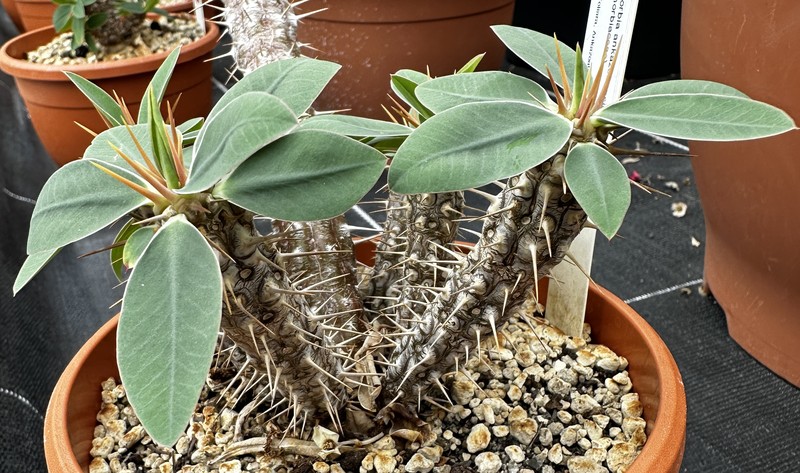 Euphorbia ankazobensis photo 2