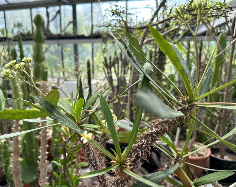Euphorbia annamarieae