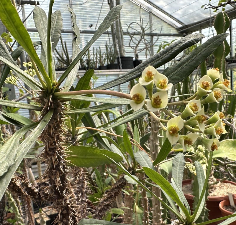Euphorbia annamarieae photo 2