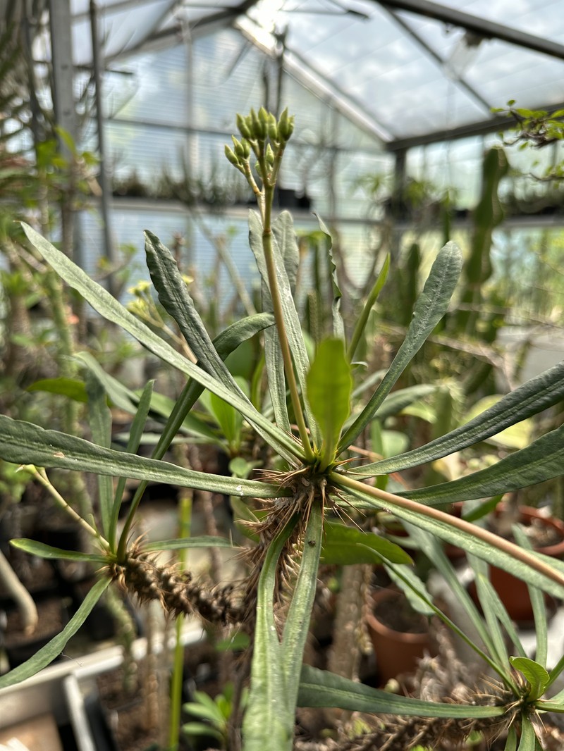 Euphorbia annamarieae photo 3