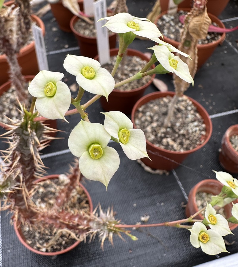 Euphorbia annamarieae photo 4