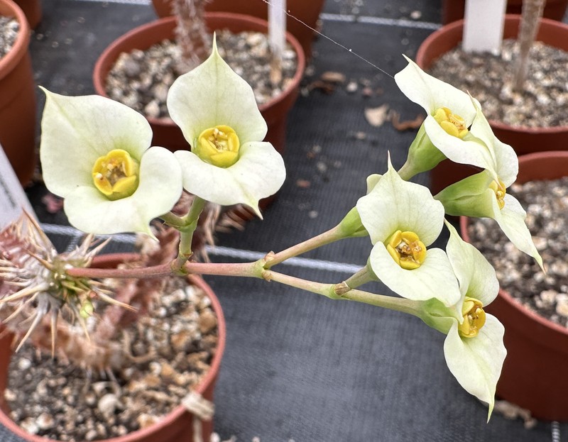 Euphorbia annamarieae photo 5