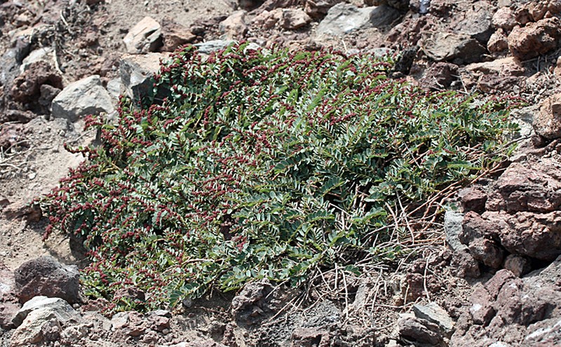 Euphorbia anthonyi