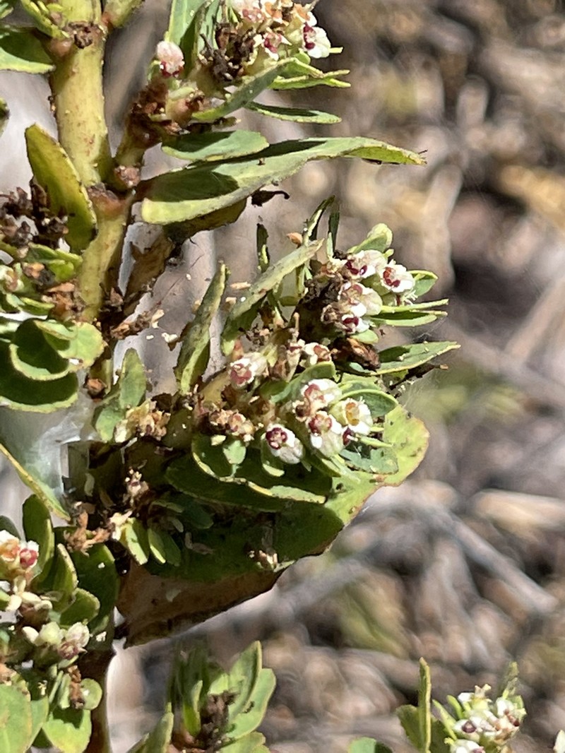 Euphorbia anthonyi photo 3