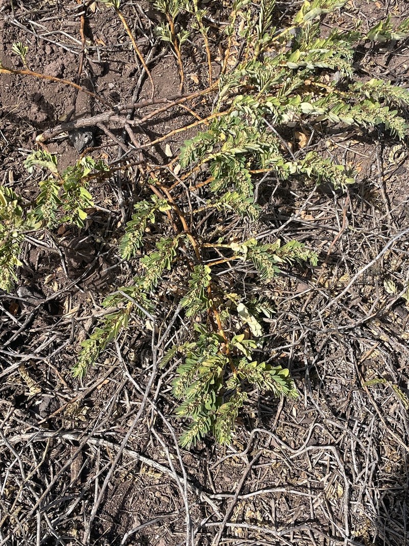 Euphorbia anthonyi photo 4