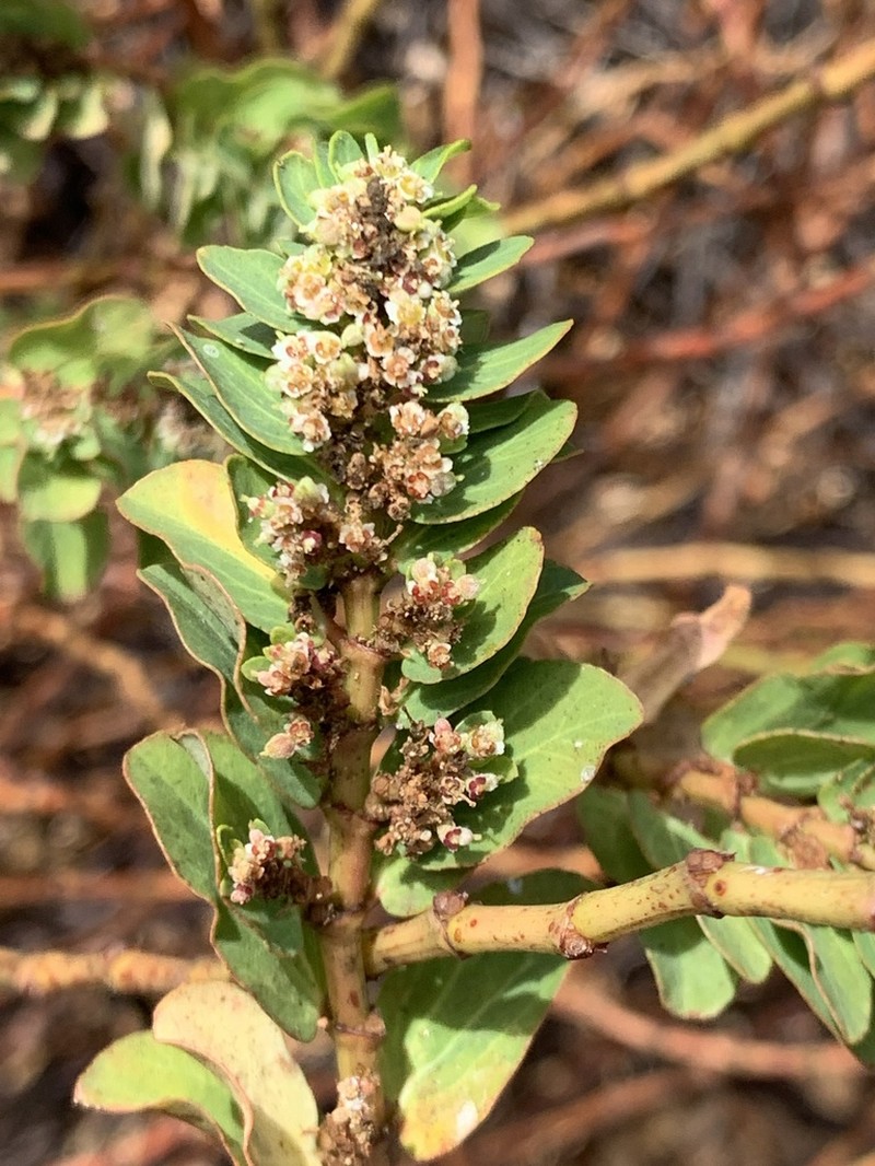 Euphorbia anthonyi photo 6