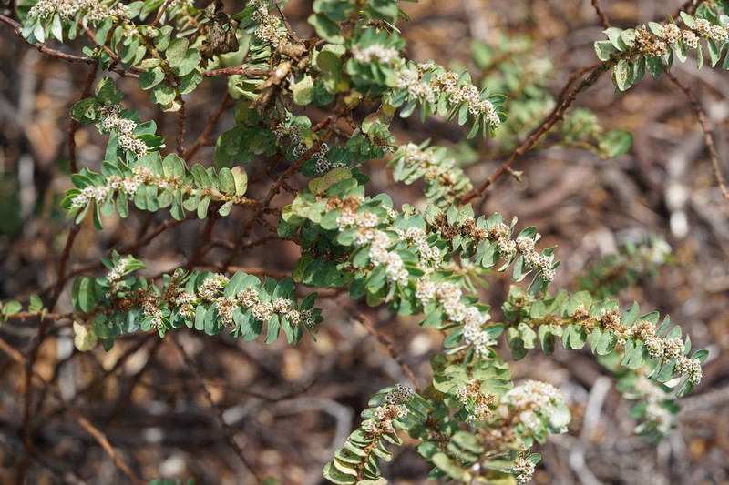 Euphorbia anthonyi photo 7