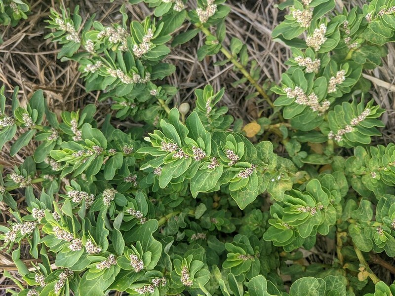 Euphorbia anthonyi photo 8